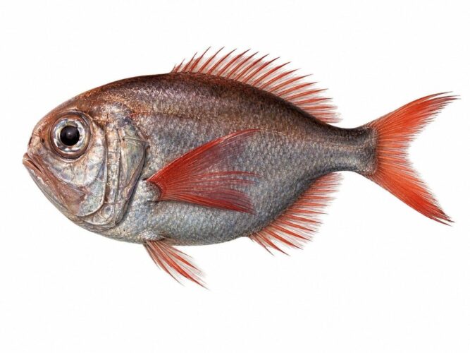 Il pesce orologio – Hoplostethus mediterraneus