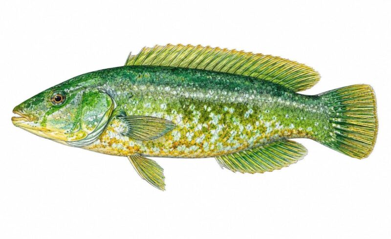 Labrus Rupestris Il tordo verde - labrus viridis | Il Giornale dei Marinai