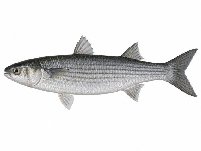 Il Muggine Cefalo – Mugil cephalus
