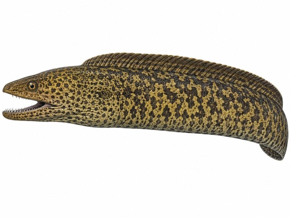 La murena – Muraena helena