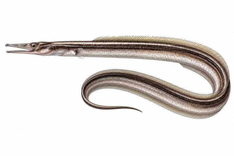 Becco d’anatra – Nettastoma melanurum