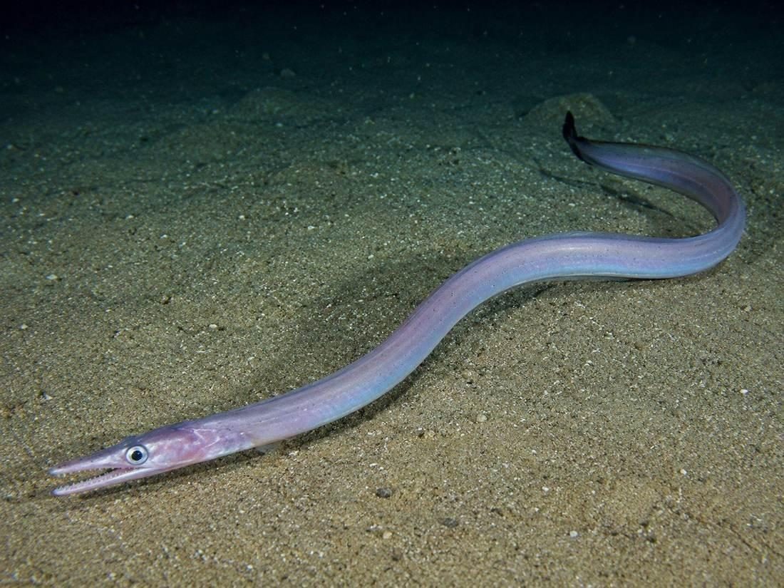 nettastoma melanurum