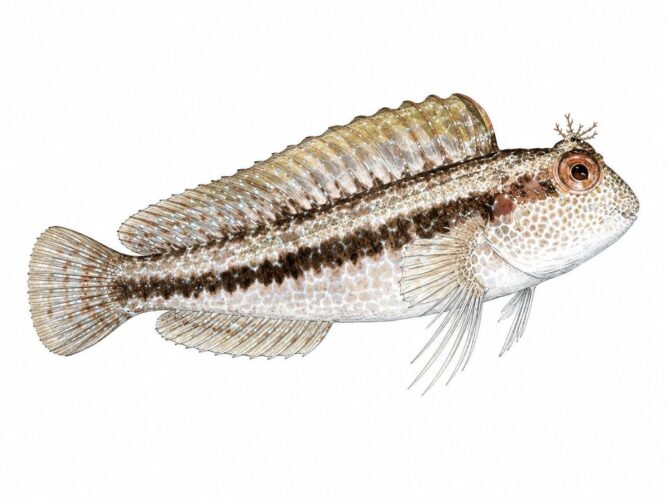 La bavosa africana – Parablennius pilicornis