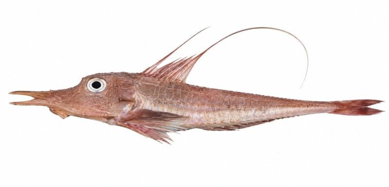 Pesce forca – Peristedion cataphractum