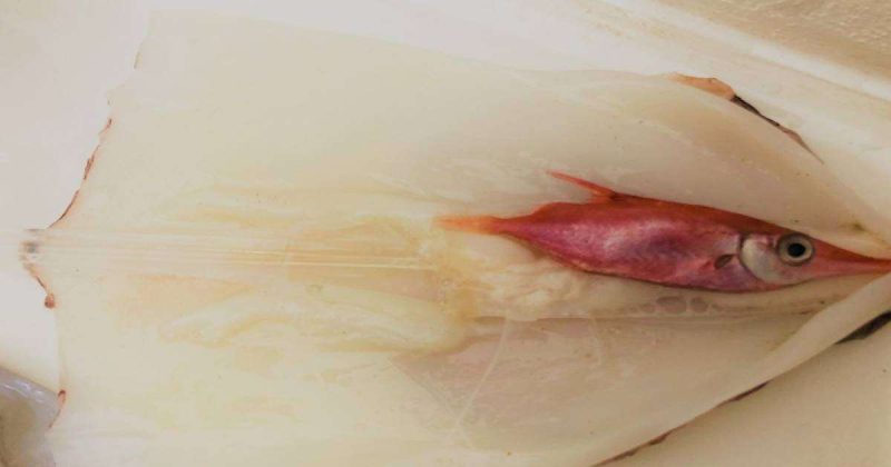 Pesci all’interno dei calamari, cosa sono e perché si trovano li ?