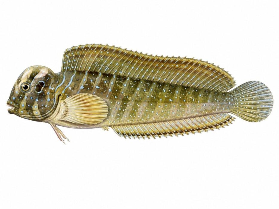 salaria pavo 2