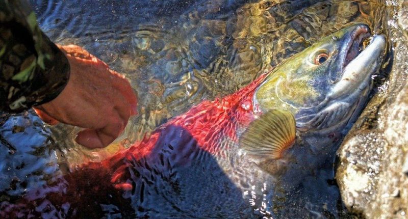 La riproduzione del salmone