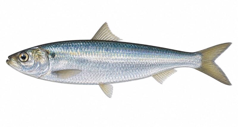 Alaccia – Sardinella aurita