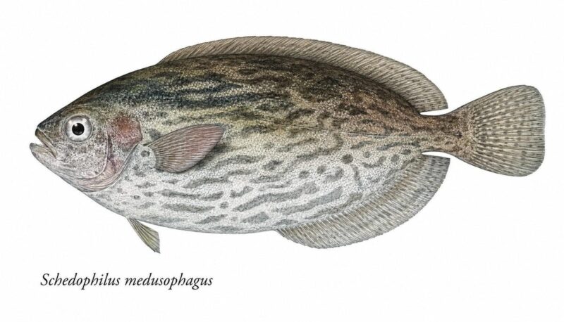 Mangiameduse – Schedophilus medusophagus