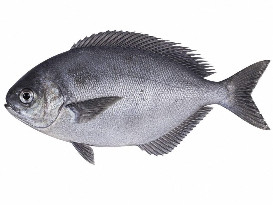 schedophilus ovalis 2