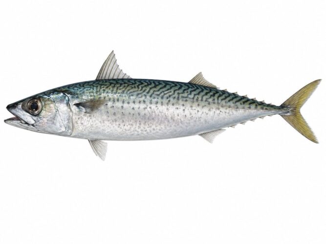 Lanzardo – Scomber colias