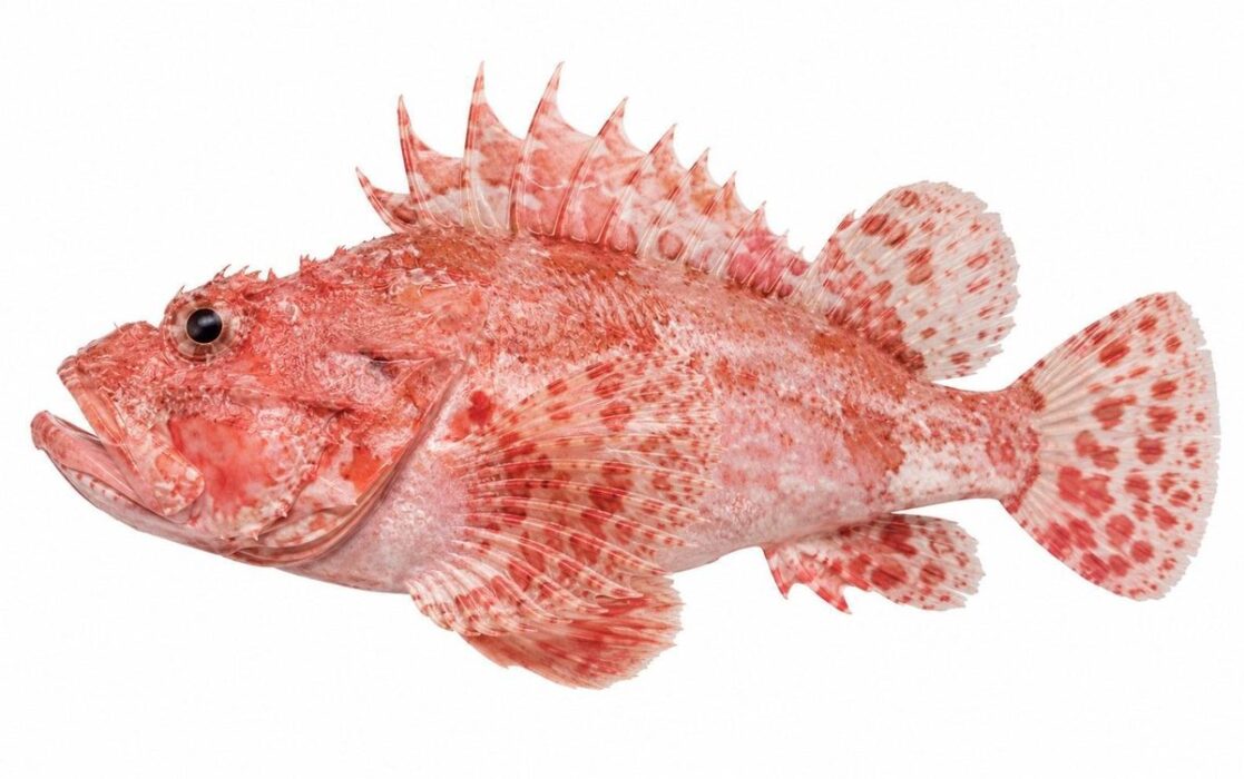 Scorfano rosa — Scorpaena elongata