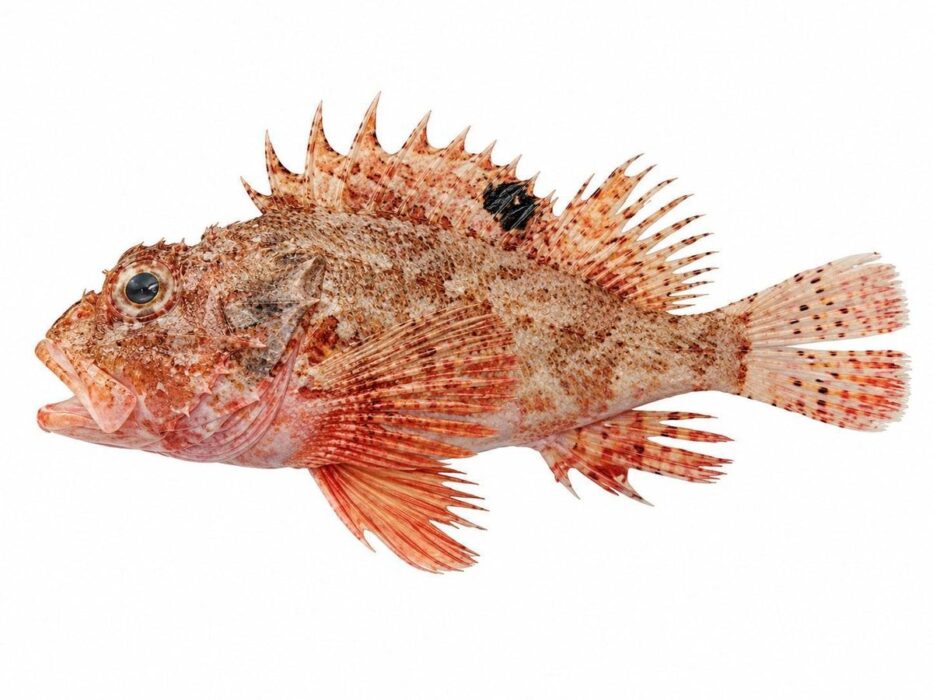 Lo scorfanotto – Scorpaena notata
