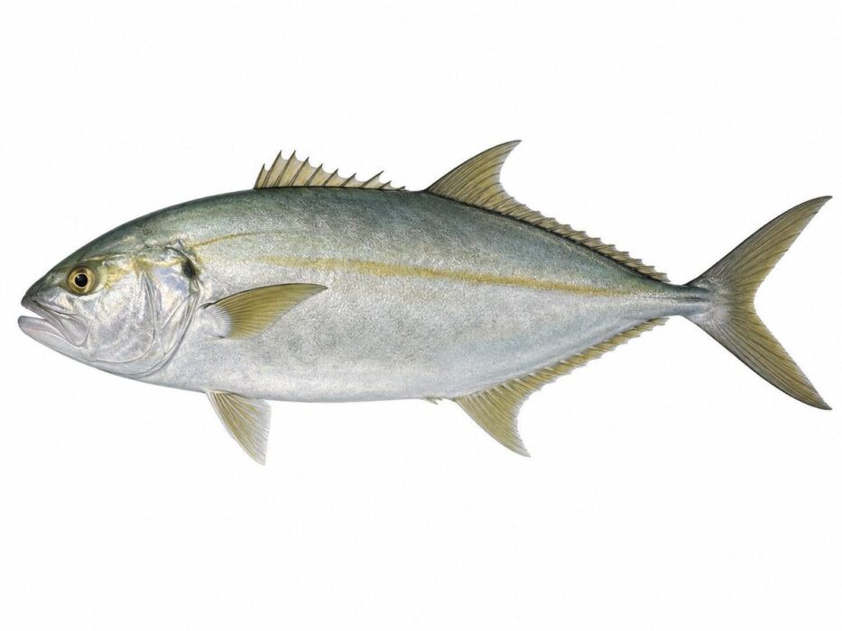 La ricciola – Seriola dumerilii