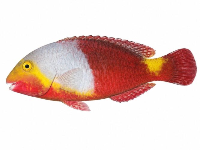 Il pesce pappagallo mediterraneo – Sparisoma cretense