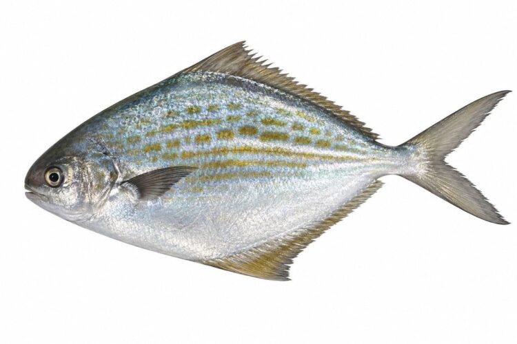 Fiatola o fieto – Stromateus fiatola