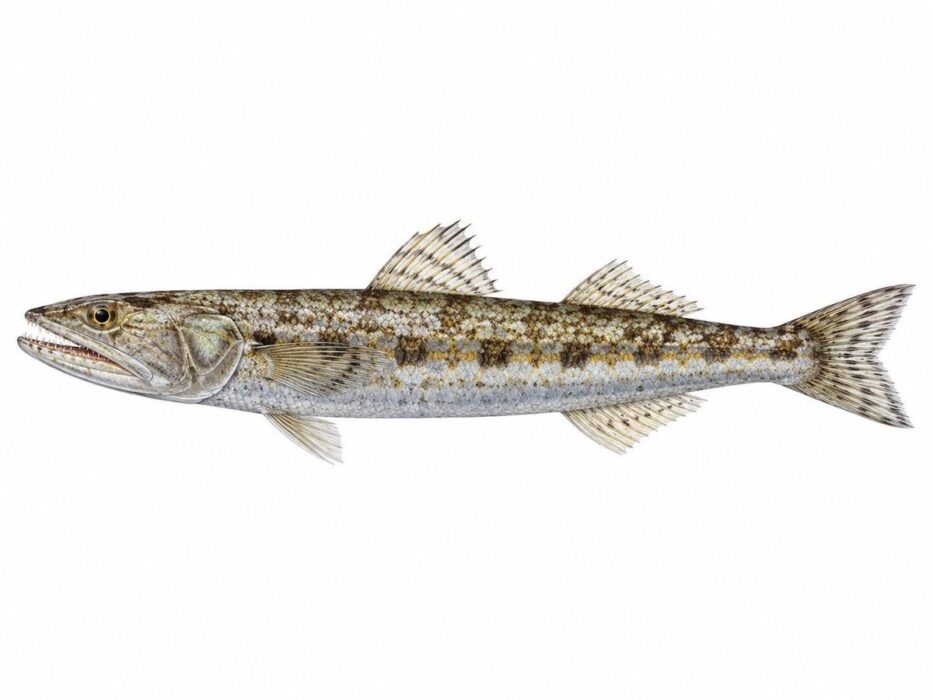 Il pesce lucertola – Synodus saurus