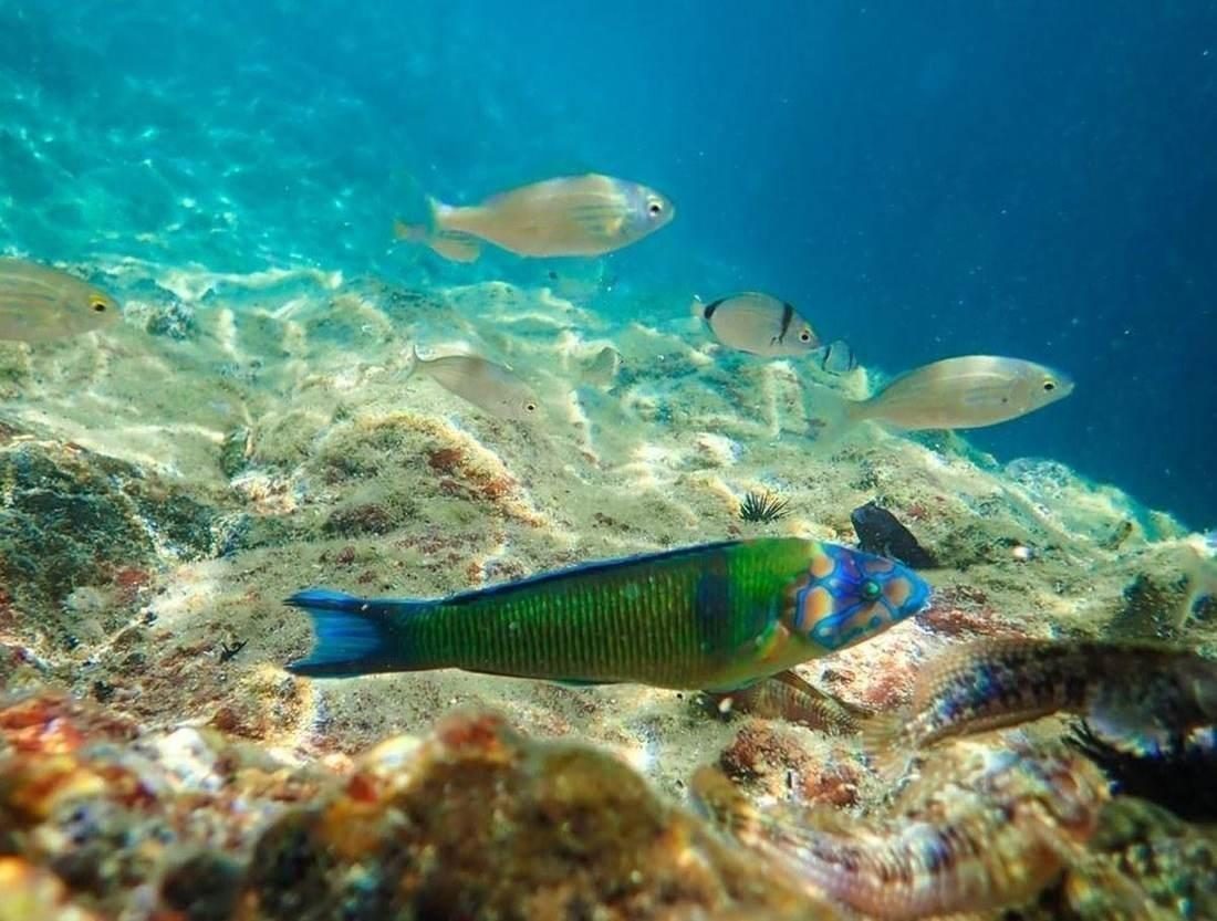 Donzella pavonina (Thalassoma pavo), labride del Mediterraneo