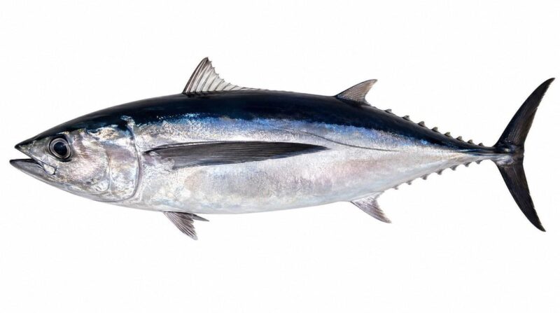 Il tonno alalunga – Thunnus alalunga