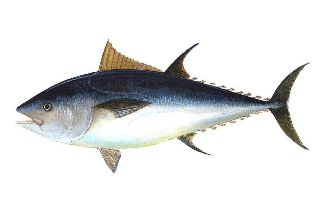 thunnus thynnus 2