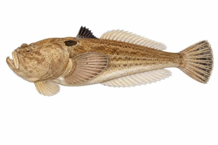 Il Pesce Prete
