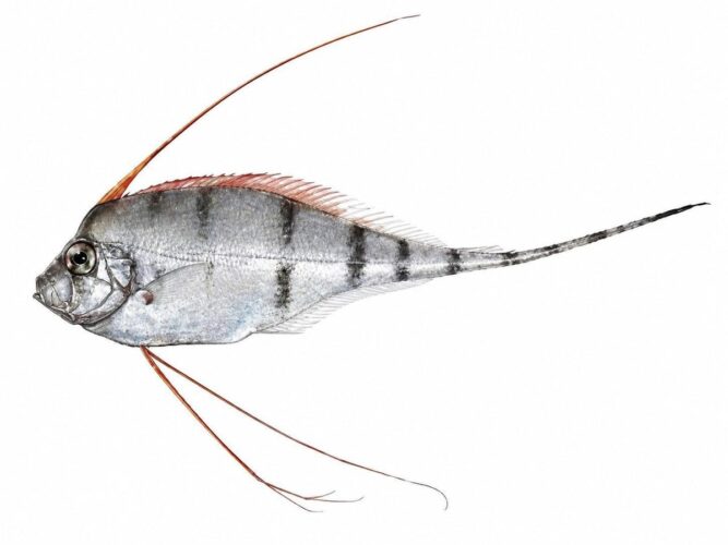 Il pesce falce – Zu cristatus