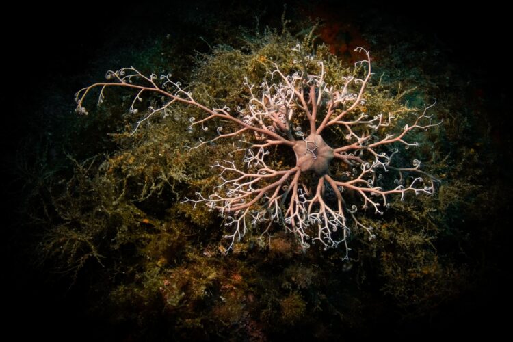 La stella gorgone – Astrospartus mediterraneus