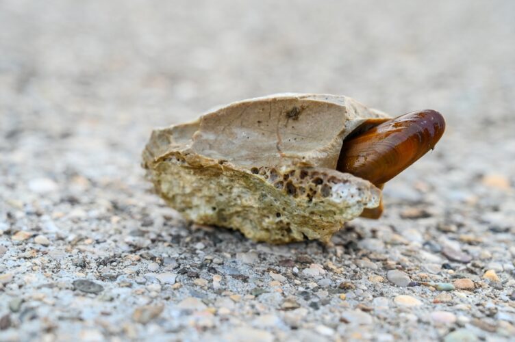 Il dattero di mare – Lithophaga lithophaga