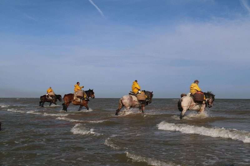 La pesca dei gamberetti a cavallo delle Fiandre