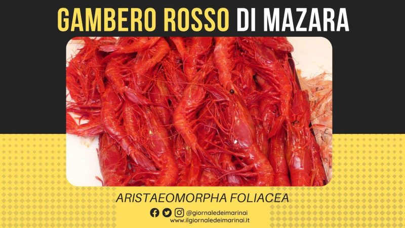 Gambero rosso di Mazara, un algoritmo lo distingue da prodotto importato