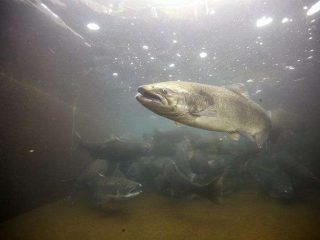 Pesce d’allevamento vs pesce selvatico