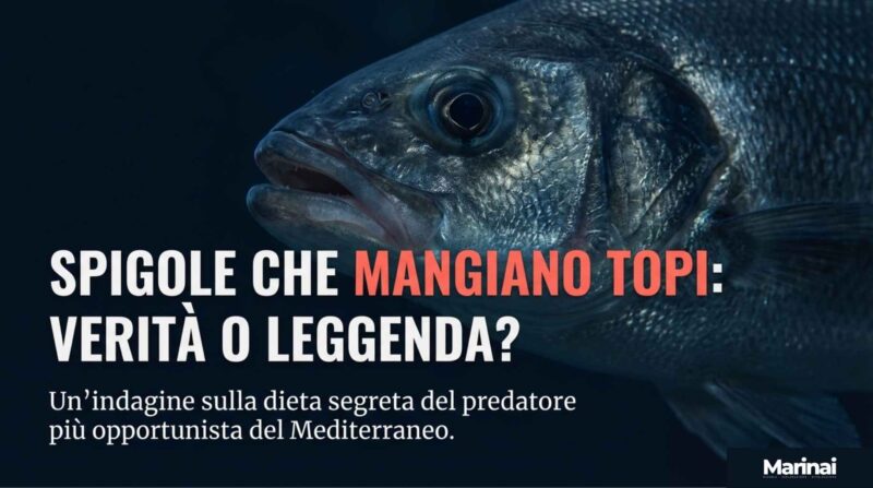 Spigole che mangiano topi : verità o leggenda