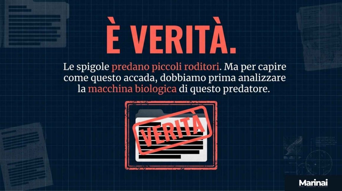 Spigole che mangiano topi : verità o leggenda