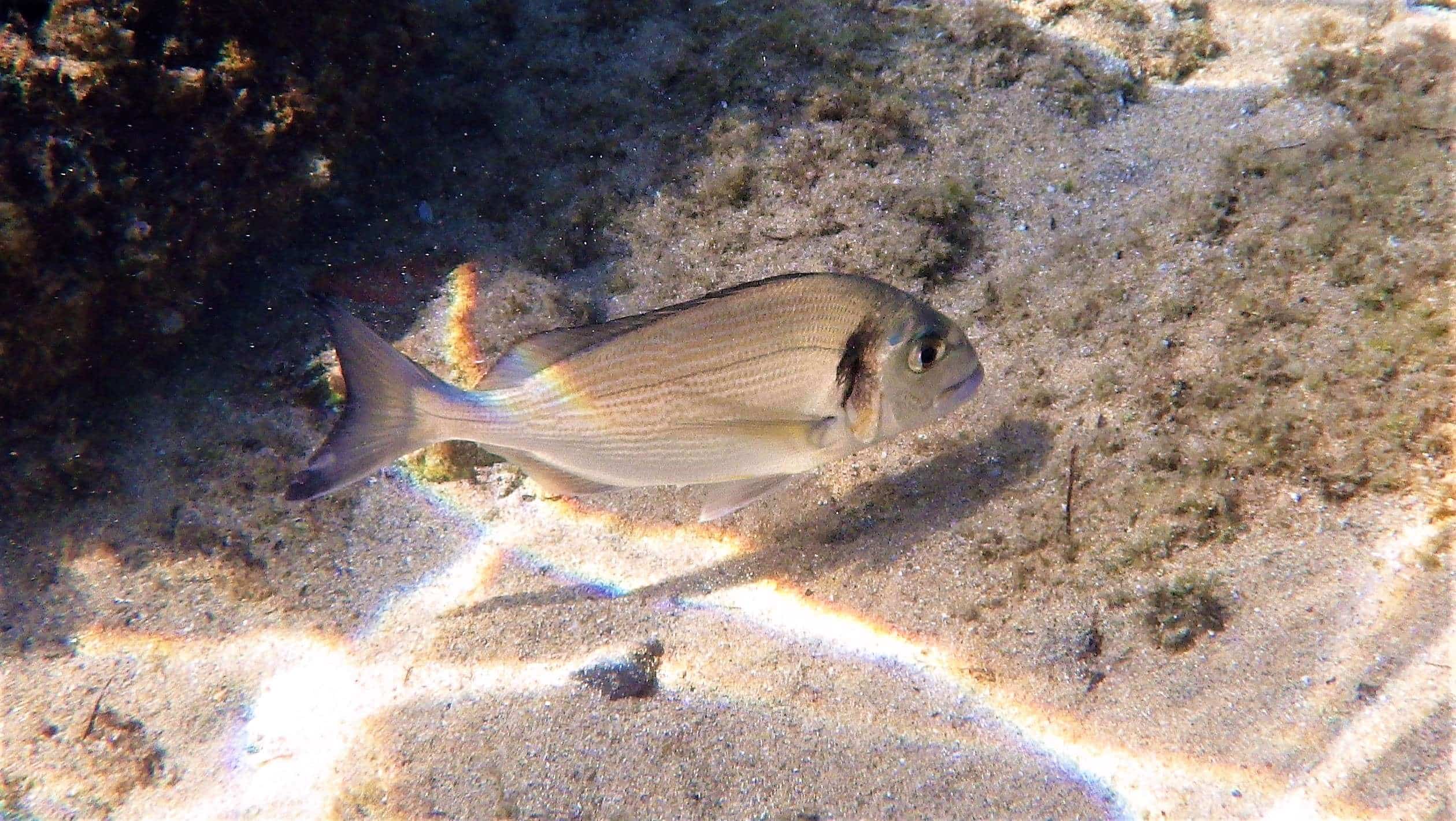 Orata