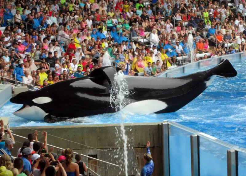 Tilikum, l’orca (3 volte) assassina