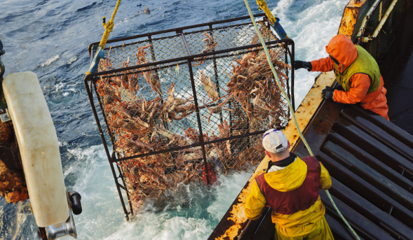 In Alaska scomparsi un miliardo di granceole artiche, annullata la stagione di pesca. 
