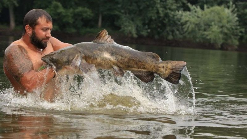 Noodling : come ti pesco il pesce gatto con le mani