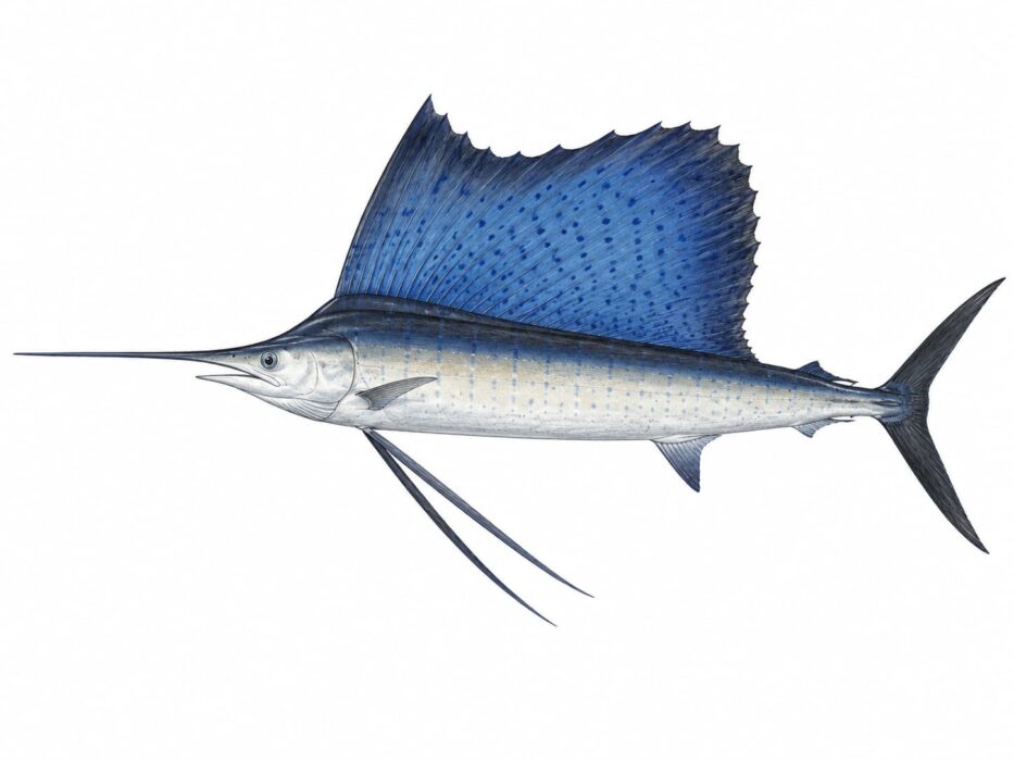 pesce vela