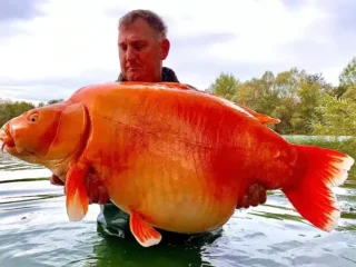 Uno dei più grandi pesci rossi del mondo pescato in un lago francese
