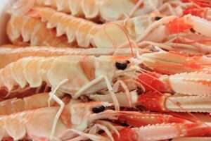 Scampi prezzo al kg: guida all’acquisto e alla qualità