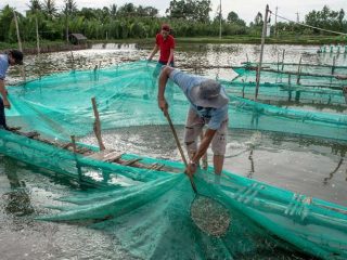 Gamberi pescati o d’allevamento : Cosa arriva nei nostri piatti ?