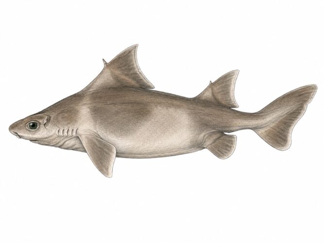 Oxynotus centrina – squalo porco