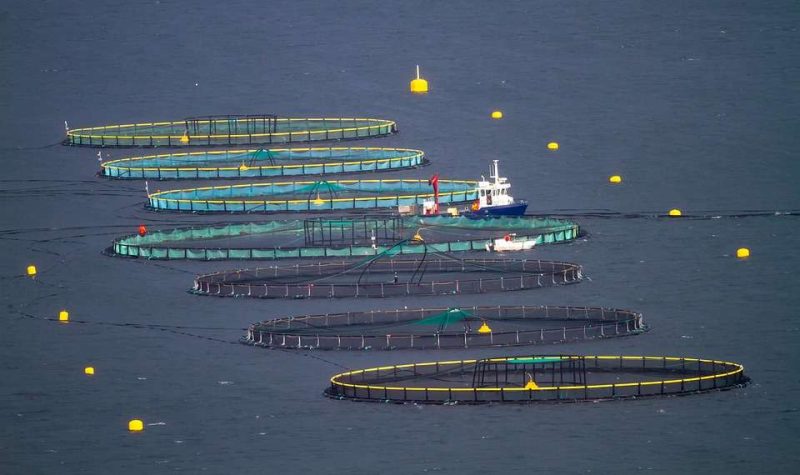 Il pesce d’allevamento : le fish farm e la sicurezza alimentare