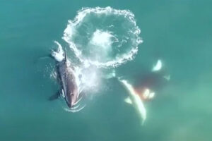 2 orche assassine uccidono 17 squali in 1 giorno
