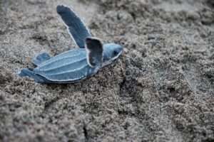 Come si è evoluto il carapace delle tartarughe