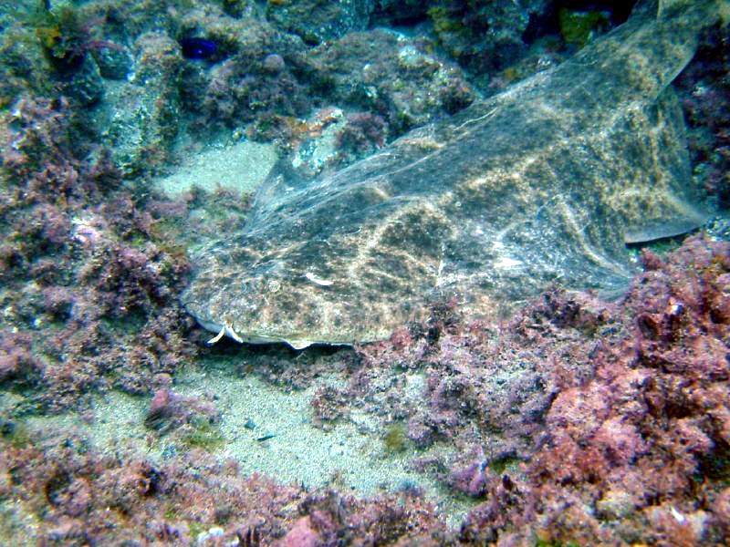 Lo Squalo Angelo Squatina Squatina