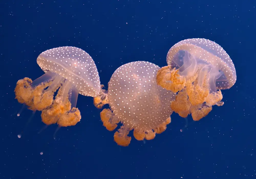 Phyllorhiza punctata - medusa a pois specie aliena Mediterraneo