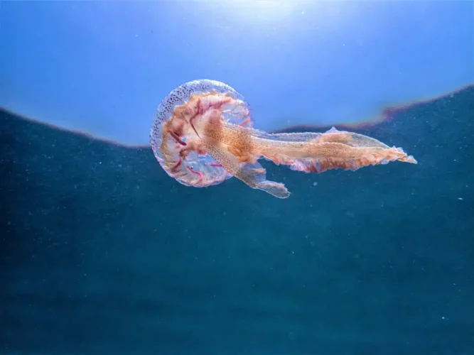 Dominio pelagico