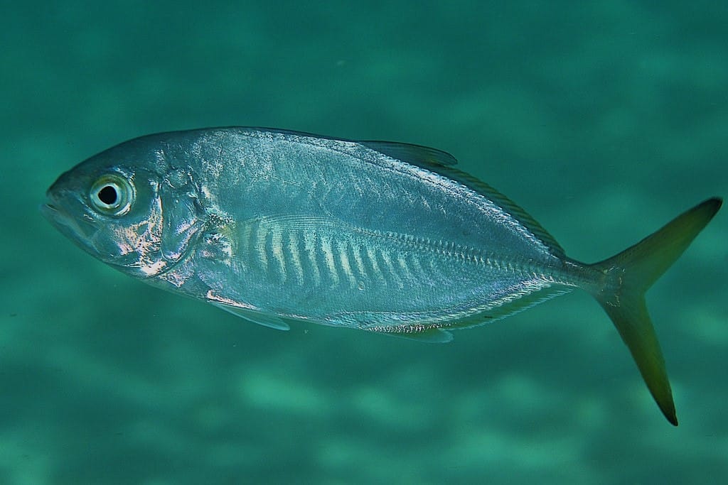 Il carango mediterraneo – Caranx crysos
