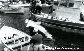Squalo bianco Malta 1987 — dettaglio dell'esemplare durante lo sbarco